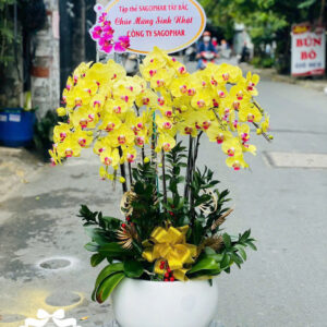 Mẫu Lan Hồ Điệp – HĐ43