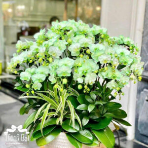 Mẫu Lan Hồ Điệp - HĐ01