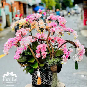 Mẫu Lan Hồ Điệp - HĐ12