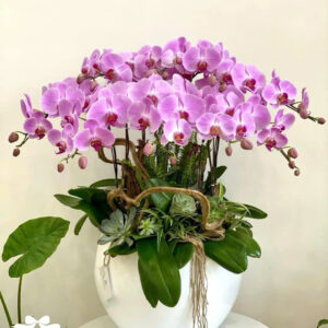 Mẫu Lan Hồ Điệp - HĐ11