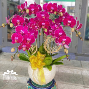 Mẫu Lan Hồ Điệp - HĐ10