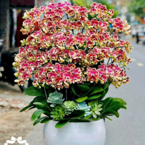 Mẫu Lan Hồ Điệp - HĐ09