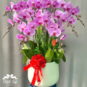 Mẫu Lan Hồ Điệp - HĐ07
