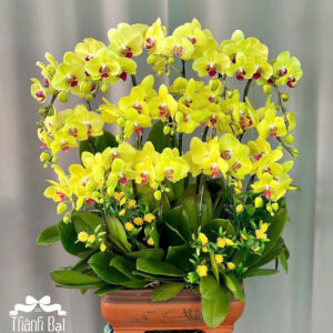 Mẫu Lan Hồ Điệp - HĐ06