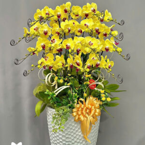 Mẫu Lan Hồ Điệp - HĐ05