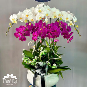 Mẫu Lan Hồ Điệp - HĐ04