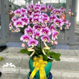 Mẫu Lan Hồ Điệp - HĐ15