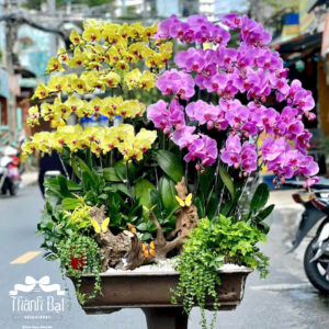 Mẫu Lan Hồ Điệp - HĐ14