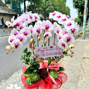 Mẫu Lan Hồ Điệp – HĐ39