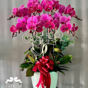 Mẫu Lan Hồ Điệp – HĐ45
