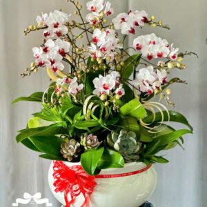 Mẫu Lan Hồ Điệp – HĐ44
