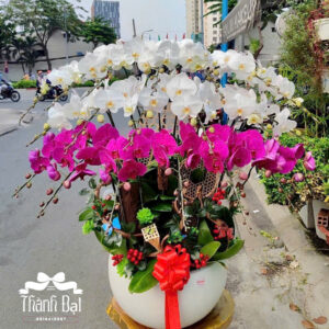 Mẫu Lan Hồ Điệp – HĐ48