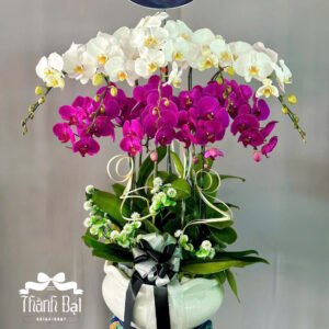 Mẫu Lan Hồ Điệp – HĐ63