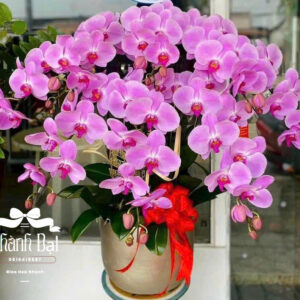 Mẫu Lan Hồ Điệp – HĐ62