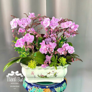 Mẫu Lan Hồ Điệp – HĐ20