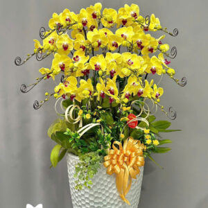 Mẫu Lan Hồ Điệp – HĐ19