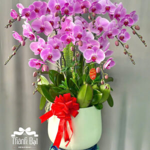 Mẫu Lan Hồ Điệp – HĐ18