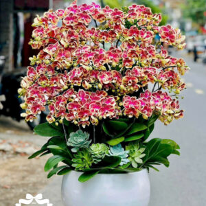 Mẫu Lan Hồ Điệp – HĐ30