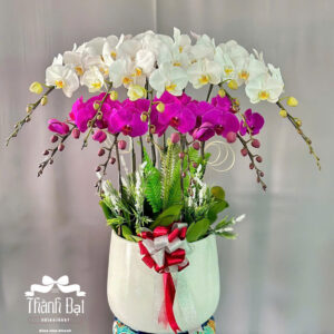 Mẫu Lan Hồ Điệp – HĐ29