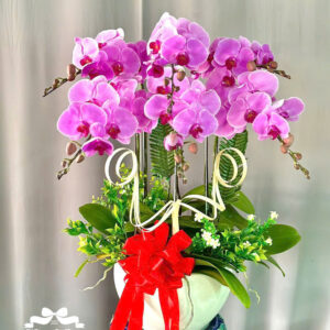 Mẫu Lan Hồ Điệp – HĐ27