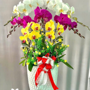 Mẫu Lan Hồ Điệp – HĐ26