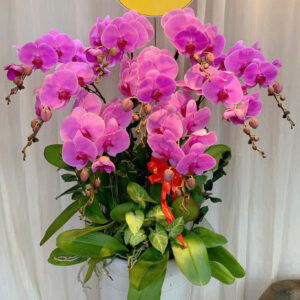 Mẫu Lan Hồ Điệp – HĐ37