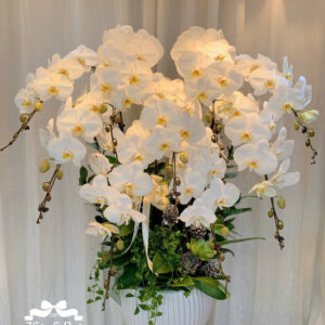 Mẫu Lan Hồ Điệp – HĐ36