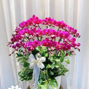 Mẫu Lan Hồ Điệp – HĐ35