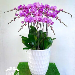 Mẫu Lan Hồ Điệp – HĐ34