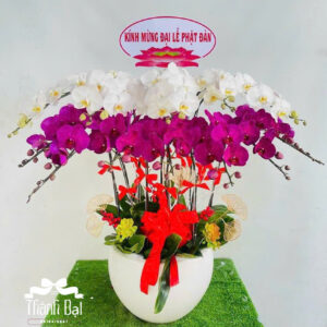 Mẫu Lan Hồ Điệp – HĐ33