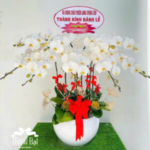Mẫu Lan Hồ Điệp – HĐ32