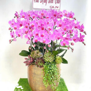 Mẫu Lan Hồ Điệp – HĐ31