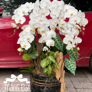 Mẫu Lan Hồ Điệp – HĐ73