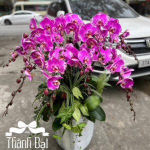 Mẫu Lan Hồ Điệp – HĐ74