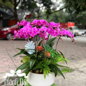 Mẫu Lan Hồ Điệp – HĐ75