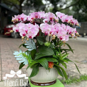 Mẫu Lan Hồ Điệp – HĐ76