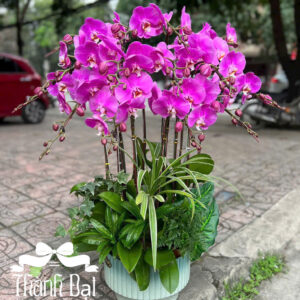 Mẫu Lan Hồ Điệp – HĐ67