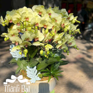 Mẫu Lan Hồ Điệp – HĐ68