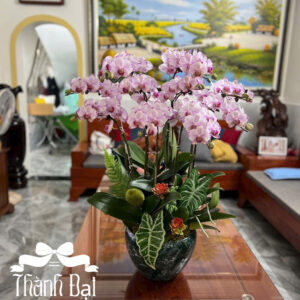 Mẫu Lan Hồ Điệp – HĐ69