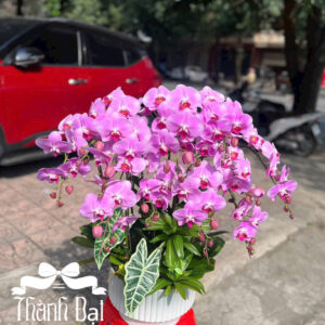 Mẫu Lan Hồ Điệp – HĐ70