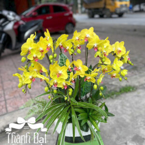 Mẫu Lan Hồ Điệp – HĐ71