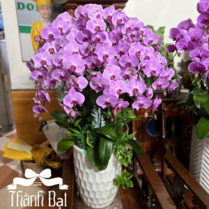 Mẫu Lan Hồ Điệp – HĐ72