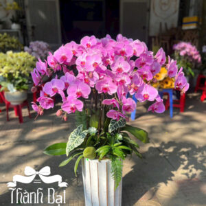 Mẫu Lan Hồ Điệp – HĐ65