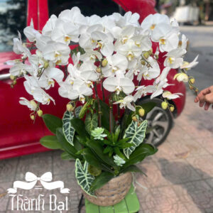 Mẫu Lan Hồ Điệp – HĐ66