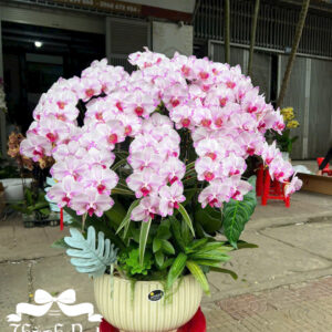 Mẫu Lan Hồ Điệp – HĐ92