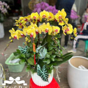 Mẫu Lan Hồ Điệp – HĐ93