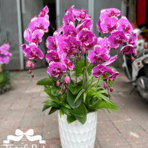 Mẫu Lan Hồ Điệp – HĐ85