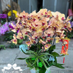 Mẫu Lan Hồ Điệp – HĐ86