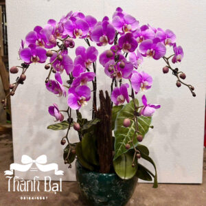 Mẫu Lan Hồ Điệp – HĐ87