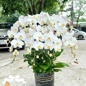 Mẫu Lan Hồ Điệp – HĐ89